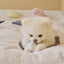 【予約】winter villa cushion