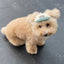 【予約】humanwalker ballcap  (DOG)