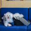【受注生産】10th cozy check needbag｜犬用キャリーバッグ・スリングバッグ