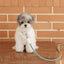 【予約】Rope leash classic - 1.8m（フォレストグリーン）