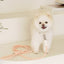 【予約】Rope leash classic - 1.8m（コーラル）