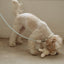 【即納】Rope leash classic - 1.8m（ソーダ）