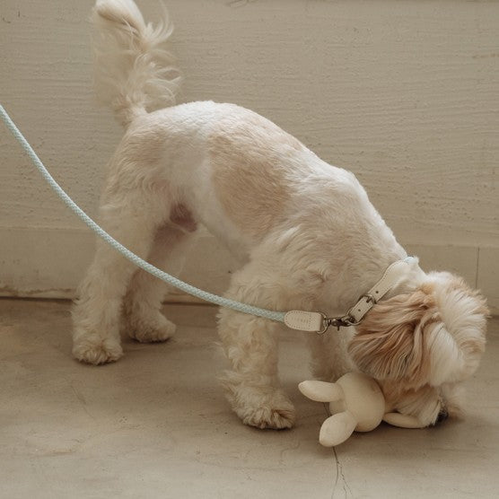 【即納】Rope leash classic - 1.8m（ソーダ）