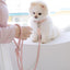 【予約】Slim leash（ピンク） - 1.8m