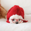 【一部即納】moment fur bonnet