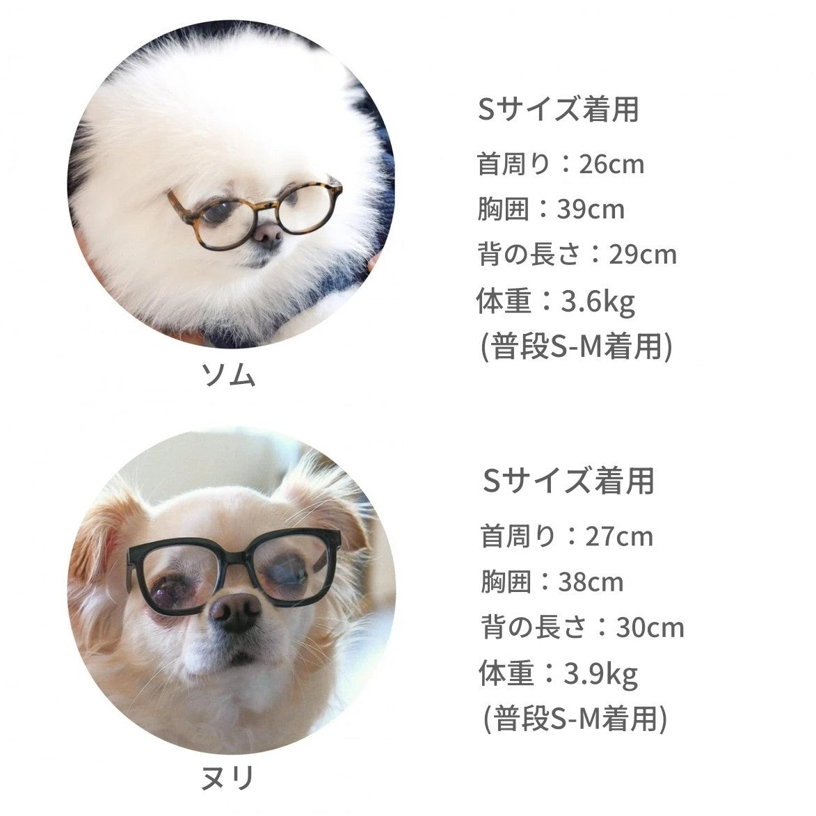 【予約】カラーリブトップ